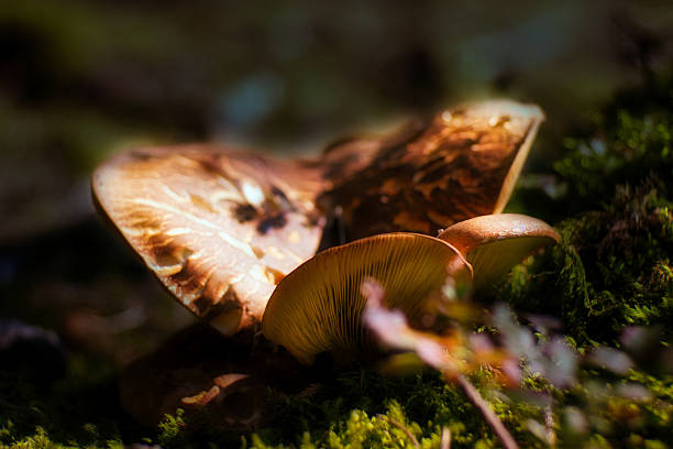 Mushrooms in the Thuringian Forest