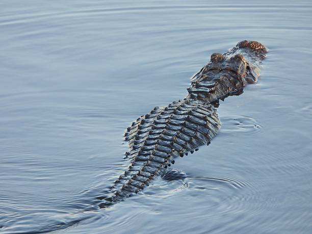 istock American Alligator (Alligator mississippiensis) -  swimming in a lake 2215035519