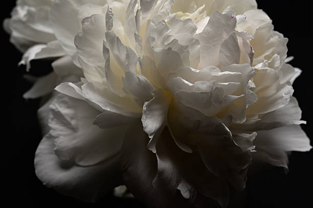 istock Peony flowers perfect for background 05 2215035583