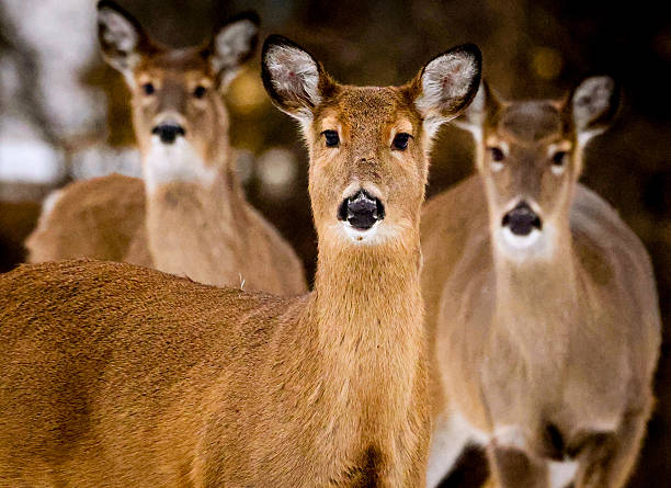 istock A trio of deer 2215037997