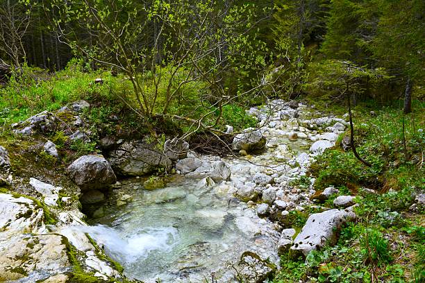 A serene mountain stream flowing over rocks surrounded by lush green foliage in a forest setting.