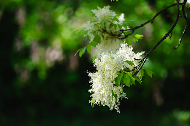 Delicate white fringetree flowers bloom in fluffy clusters among fresh green leaves, illuminated by soft spring sunlight. The blurred background emphasizes the intricate, feathery texture of the blossoms, creating a calm and elegant seasonal atmosphere.