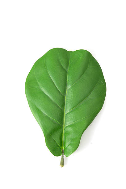 istock Single green tropical leaf isolated on white background, top view, perfect for botanical or eco-themed designs. 2215044914