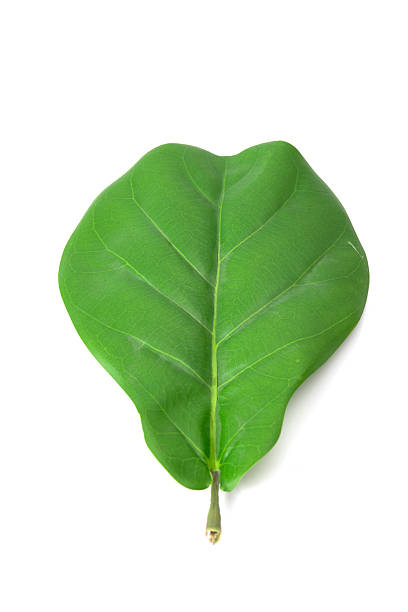 Single green tropical leaf isolated on white background, top view, perfect for botanical or eco-themed designs.