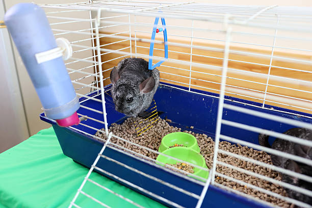 istock People care for and play with chinchillas. 2215045801