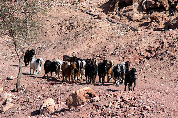 istock Bedouin Goats in Dana natural reserve, Jordan 2215046596