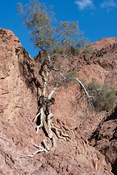 istock Dana wildlife reserve, Jordan 2215047045
