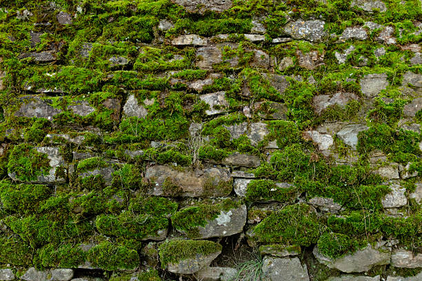 istock Close-Up of Moss-Covered Stone Wall in Nature Setting 2215047234