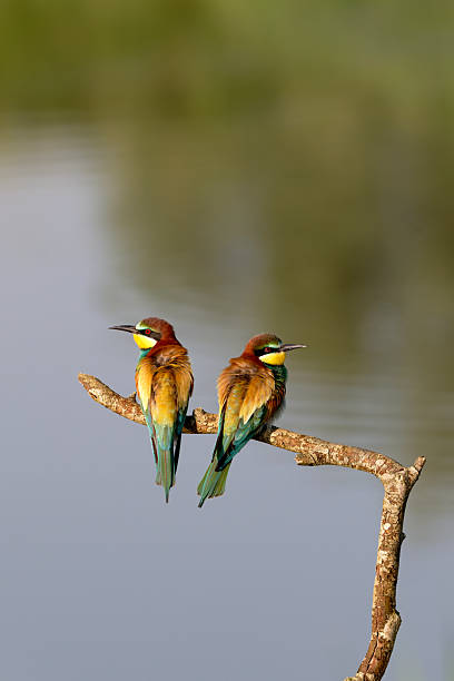 istock pair of european bee-eaters 2215049172