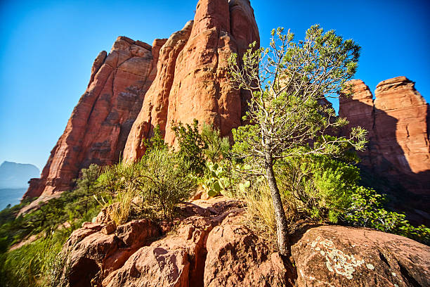 Daytime view of Cathedral Rock in Sedona, Arizona, displaying vibrant red sandstone formations and resilient desert vegetation under a clear blue sky, 2016