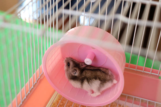 istock People look after and play with the hamster. 2215052334