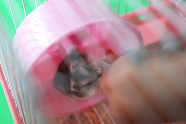 istock People look after and play with the hamster. 2215052356