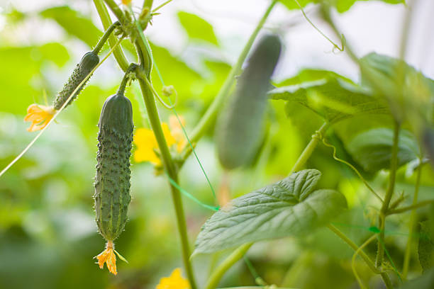 istock Cucumbers growing in the garden. Selective focus. nature. 2215052885