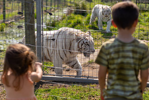 istock Two white tigers in captivity with kids watching them 2215054214