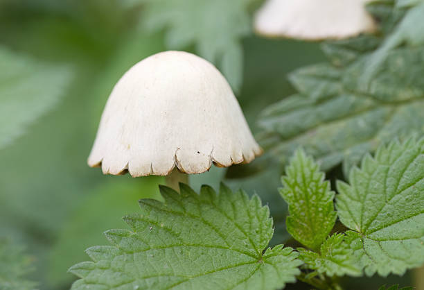 white mushroom with large round cap, white mushroom cluster on the forest floor, mycelium growing between green leaves, mushrooms in the forest, close-up of mycelium, green leaves