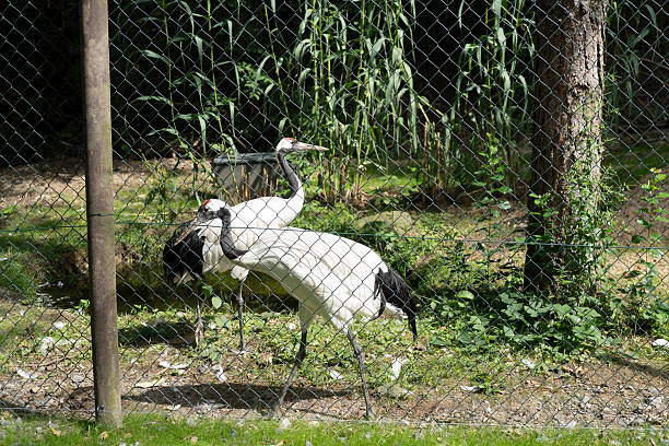 istock Two black and white storks in an enclosure at the summer zoo 2215056131