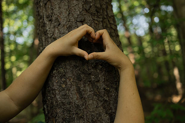 istock Hands Forming Heart Shape on Tree Trunk Symbolizing Love for Nature and Forest Conservation 2215057515
