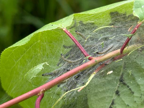 istock Young Caterpillars in web on plant, up close picture 2215059880