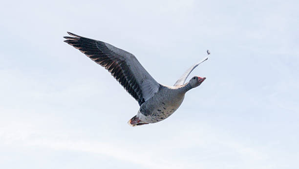 istock Grauwe gans (Anser anser)  in volle vlucht 2215060051