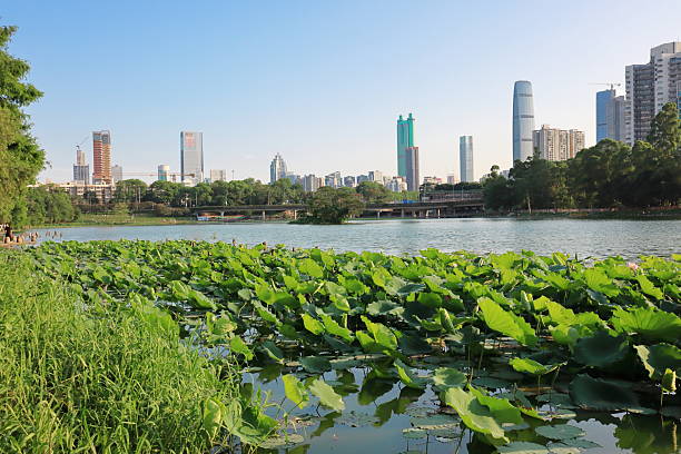 istock Lotus Flowers in Classical Chinese Gardens 2215061847