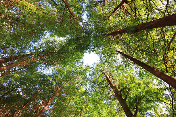 Looking up scenic view of autumn forest