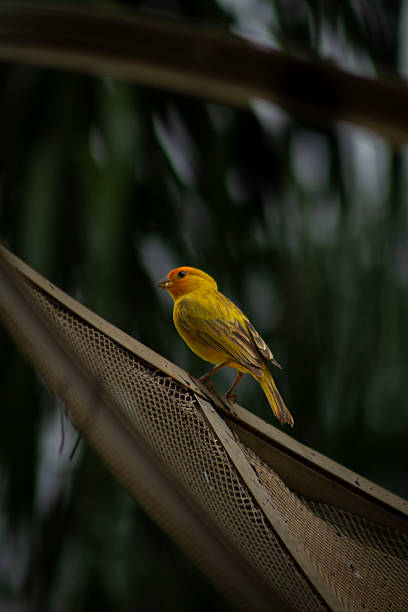 istock Canary-of-the-garden 2215063387