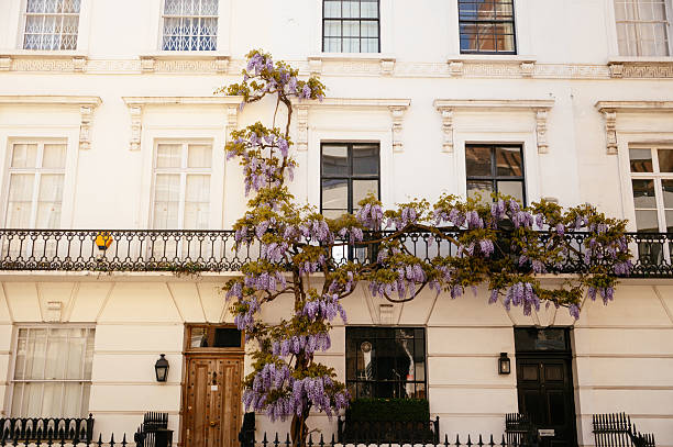 istock Wisteria plants in a building facade 2215064274