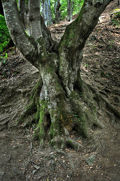 istock Roots of an old beech tree, covered with moss 2215064501