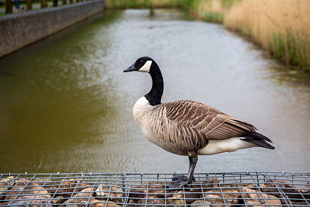 Canada goose resting on a metal grate by the water in a city park