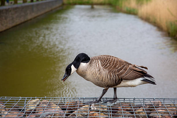 Canada goose searching for food near a canal in an urban environment