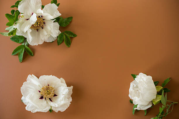 istock White large tree-like peony flower on a brown background. Top view. Clean space for text 2215068724