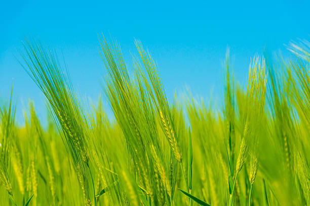 Wheat in an agricultural field waving in the wind in bright sunlight in springtime, Almere, Flevoland, Netherlands, May 13, 2025