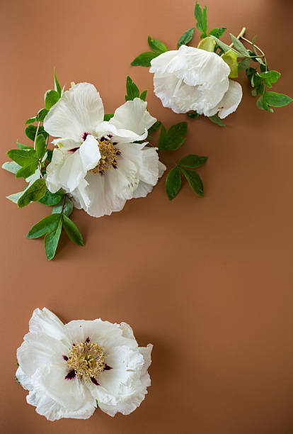 istock White peony close up on brown background from above 2215068803