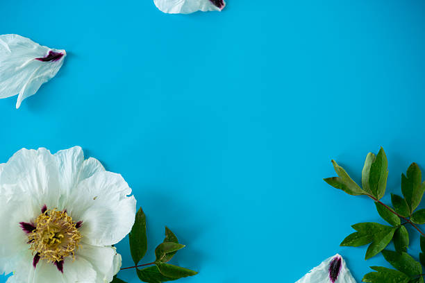 White large tree-like peony flower on a blue background. Top view. Clean space for text.
