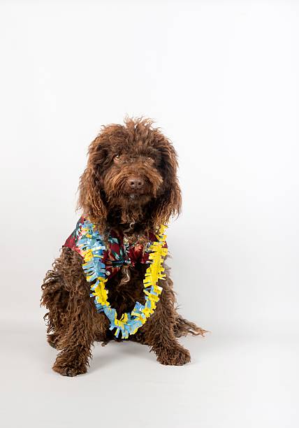 istock Brown dog with a lei and shirt. 2215070388