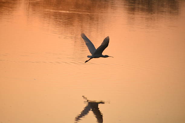 bird flying over silhouetted golden sunset water scene