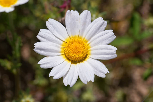 A vibrant white daisy features delicate petals surrounding a cheerful yellow center, flourishing in a lush green meadow under bright sunlight, signaling the arrival of spring.