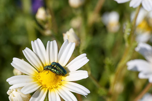 White Cosmos flower with a bright metallic green beetle, Oedemera nobilis.