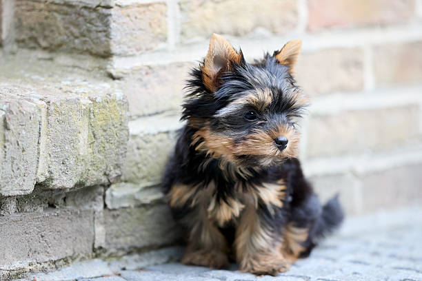 Yorkshire Terrier puppy sits on a stone surface near a brick wall, its black and tan coat fluffy. Ears perked up as it gazes to the side.