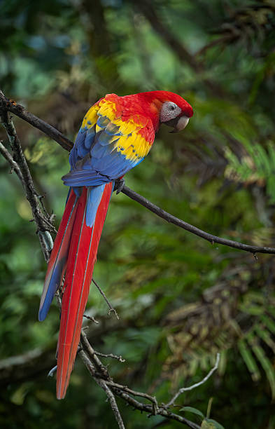 Scarlet Macaw in Costa Rica