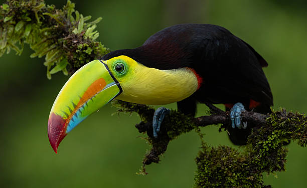 istock Toucan in Costa Rica 2215073284