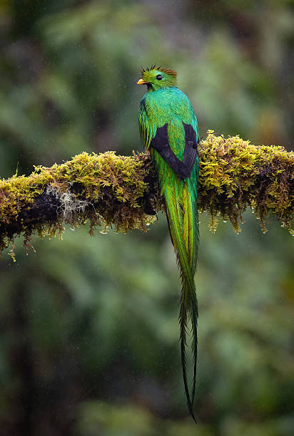 istock Resplendent Quetzal in Costa Rica 2215073383