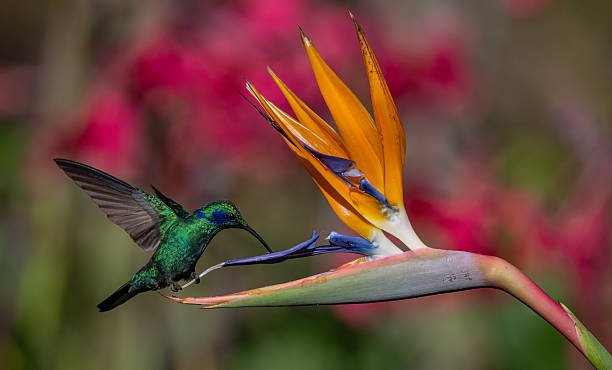 istock Hummingbird in Costa Rica 2215073384