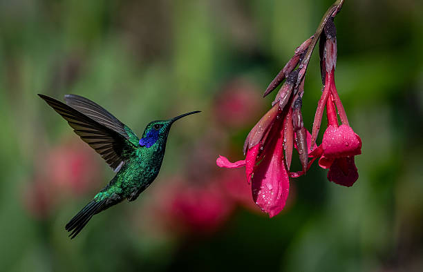 istock Hummingbird in Costa Rica 2215073491