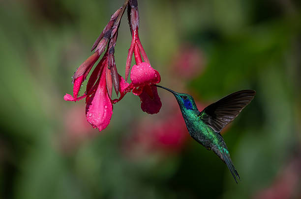 istock Hummingbird in Costa Rica 2215073493