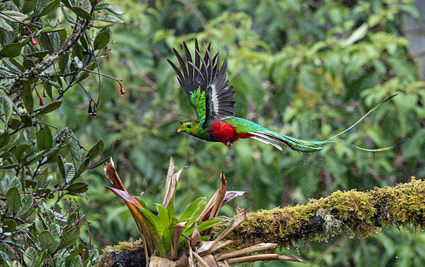 istock Resplendent Quetzal in Costa Rica 2215073693