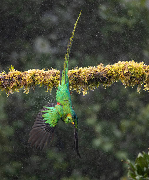 istock Resplendent Quetzal in Costa Rica 2215073704