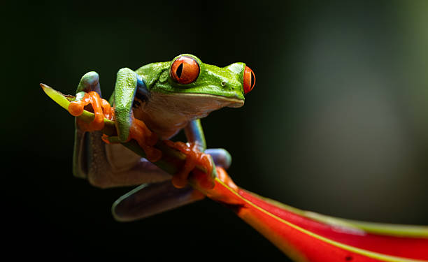 istock Red-eyed Tree Frog in Costa Rica 2215073828