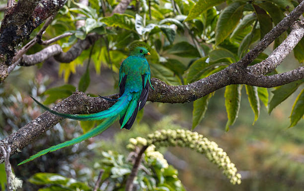 istock Resplendent Quetzal in Costa Rica 2215073832
