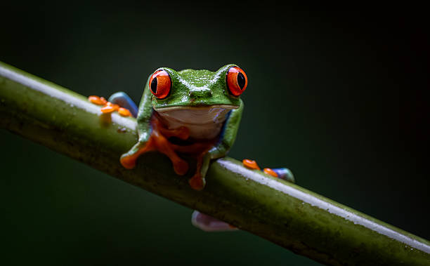 istock Red-eyed Tree Frog in Costa Rica 2215074517